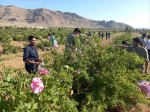 برگزاری جشنواره گل و گلاب همزمان با دومین ماه از فصل زیبای بهار؛ 5