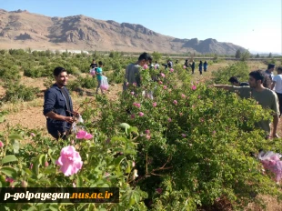 برگزاری جشنواره گل و گلاب همزمان با دومین ماه از فصل زیبای بهار؛ 5