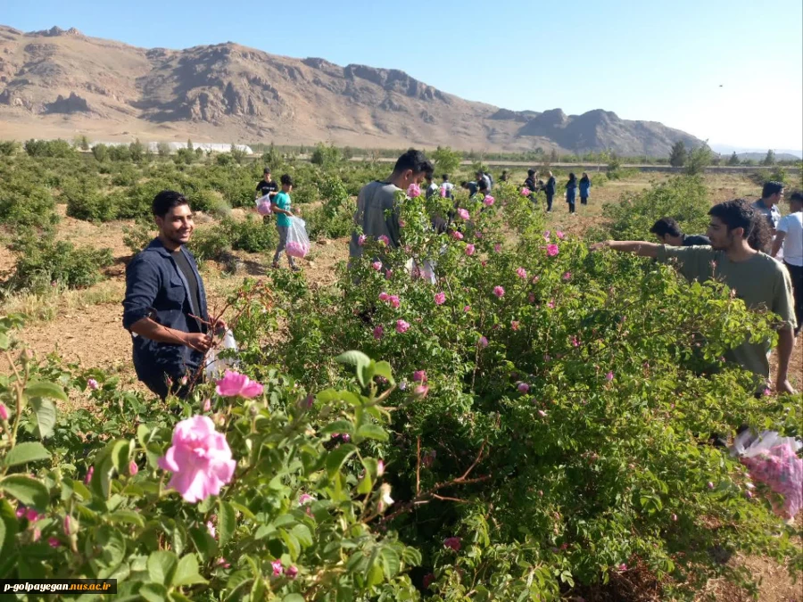 برگزاری جشنواره گل و گلاب همزمان با دومین ماه از فصل زیبای بهار؛ 5