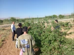 برگزاری جشنواره گل و گلاب همزمان با دومین ماه از فصل زیبای بهار؛ 6