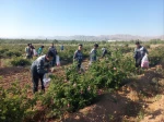 برگزاری جشنواره گل و گلاب همزمان با دومین ماه از فصل زیبای بهار؛ 7