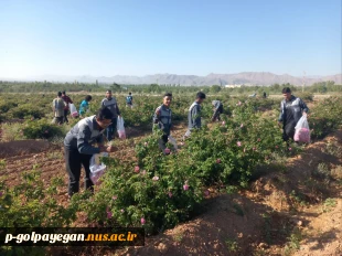برگزاری جشنواره گل و گلاب همزمان با دومین ماه از فصل زیبای بهار؛ 7