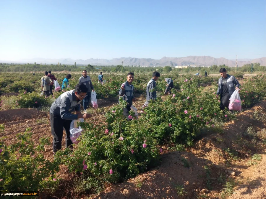 برگزاری جشنواره گل و گلاب همزمان با دومین ماه از فصل زیبای بهار؛ 7