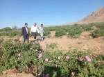 برگزاری جشنواره گل و گلاب همزمان با دومین ماه از فصل زیبای بهار؛ 8