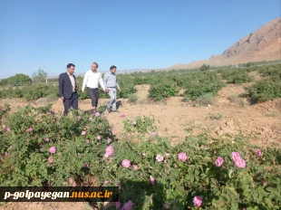 برگزاری جشنواره گل و گلاب همزمان با دومین ماه از فصل زیبای بهار؛ 8