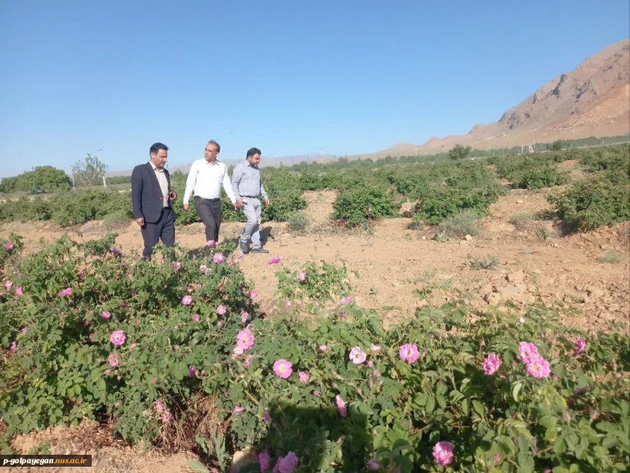 برگزاری جشنواره گل و گلاب همزمان با دومین ماه از فصل زیبای بهار؛ 8
