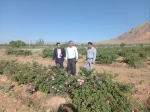 برگزاری جشنواره گل و گلاب همزمان با دومین ماه از فصل زیبای بهار؛ 9