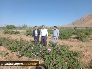 برگزاری جشنواره گل و گلاب همزمان با دومین ماه از فصل زیبای بهار؛ 9
