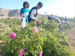 برگزاری جشنواره گل و گلاب همزمان با دومین ماه از فصل زیبای بهار؛ 11