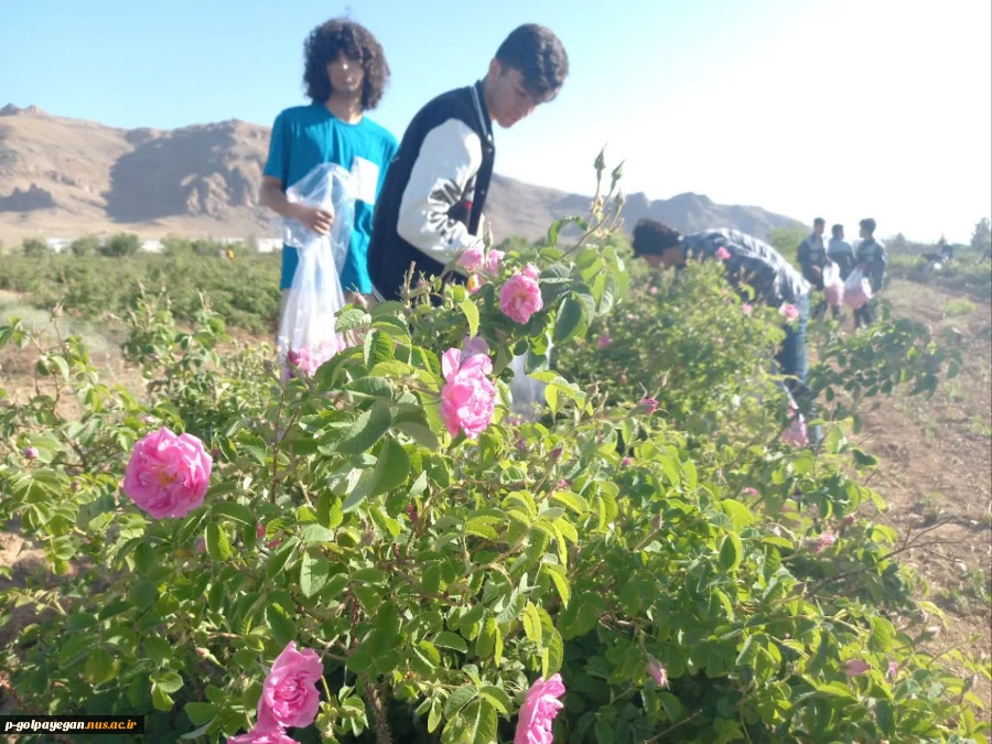 برگزاری جشنواره گل و گلاب همزمان با دومین ماه از فصل زیبای بهار؛ 11