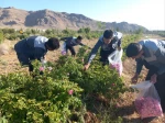برگزاری جشنواره گل و گلاب همزمان با دومین ماه از فصل زیبای بهار؛ 12