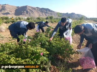 برگزاری جشنواره گل و گلاب همزمان با دومین ماه از فصل زیبای بهار؛ 12