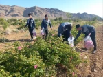 برگزاری جشنواره گل و گلاب همزمان با دومین ماه از فصل زیبای بهار؛ 13